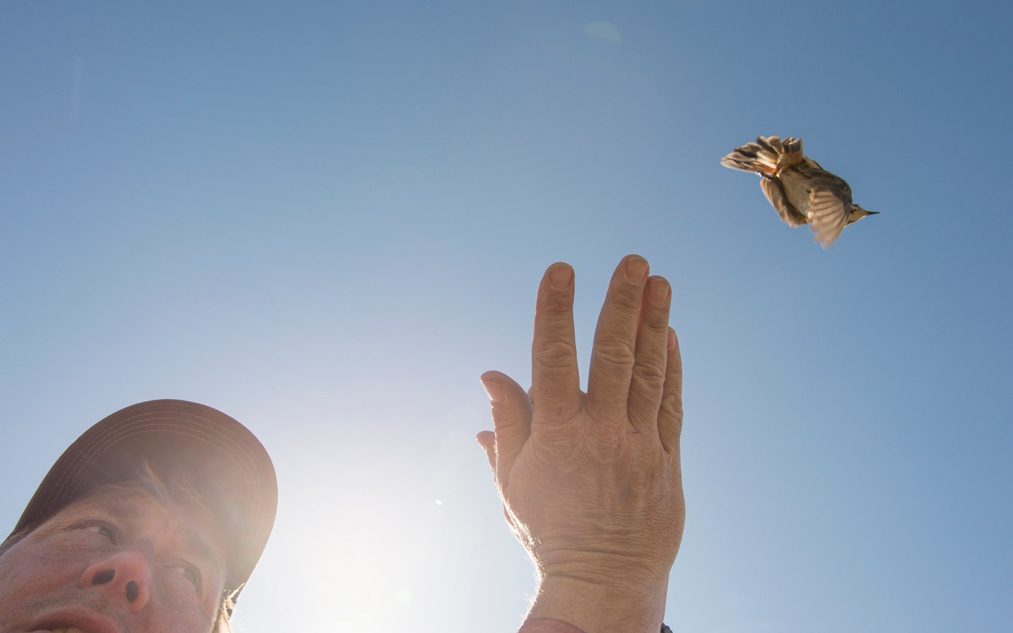 Portrait of Dr. Pete Marra releasing a songbird