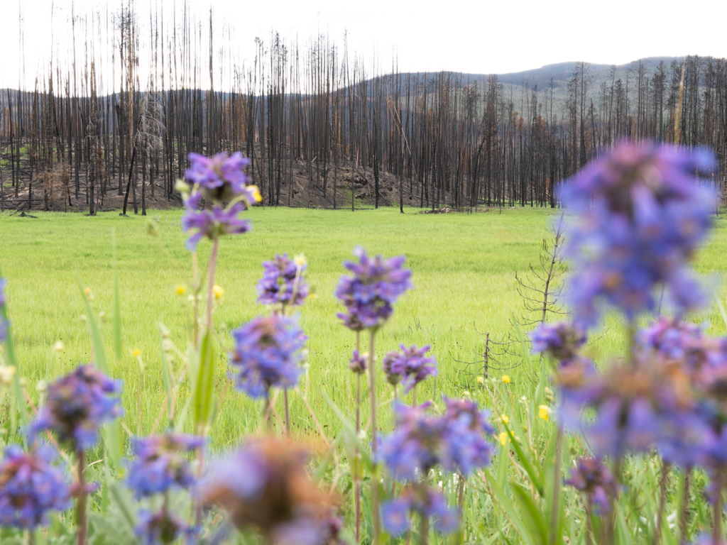 Wildflowers in front of a burnt forest