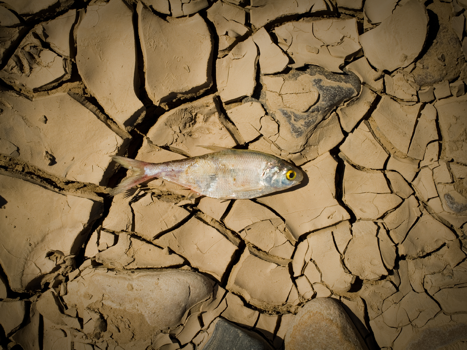 A dead fish on top of cracked, dried mud