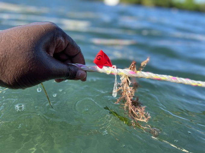 Under the Jamaican Sea Turning seaweed into carbon credits at Kee